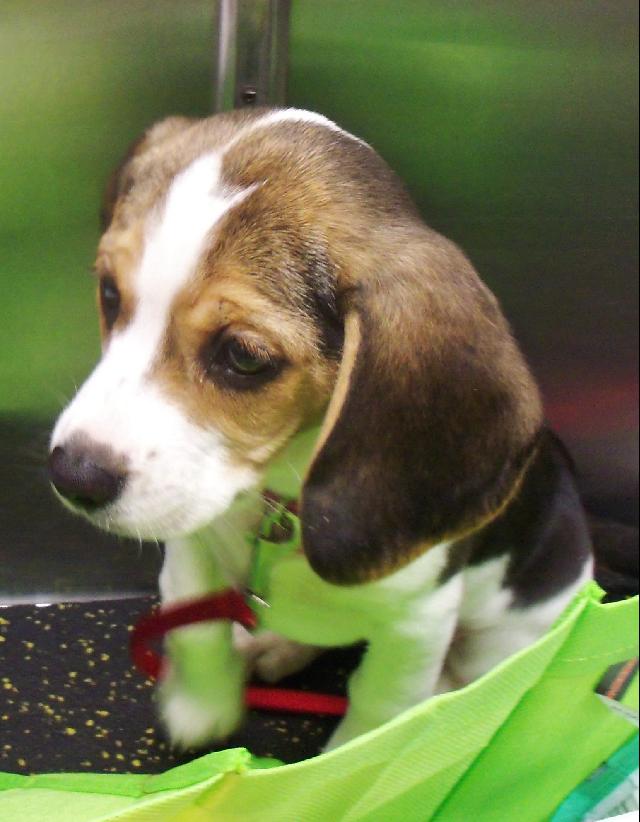 Beagle Puppy!!